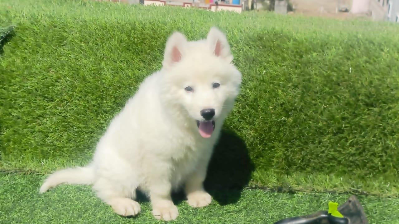 Order Female Siberian Husky Puppy from Jaipur